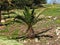 Phoenix Theophrasti Or Cretan Date Palm