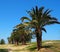 Phoenix Theophrasti Or Cretan Date Palm