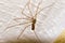 Pholcus Phalangioides