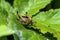 Pholidoptera griseoaptera Dark Bush Cricket