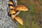 Pholiota adiposa is a stunning example of a mushroom with small rounded brown caps,