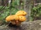 Pholiota aurivella Edible mushroom on a trunk of a fallen tree in the forest