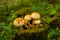 Pholiota aurivella in the forest