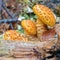 Pholiota aurivella mushroom