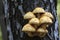 Pholiota aurivella mushroom
