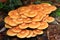 Pholiota mushroom