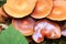 Pholiota mushroom or sheathed woodtuft