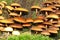 Pholiota mushroom or sheathed woodtuft