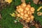 Pholiota mushroom or sheathed woodtuft