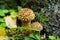 Pholiota squarrosa, Shaggy scalycap