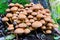 Pholiota Squarrosa, Shaggy Scalycap mushroom