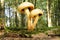 Pholiota squarrosa. Unusual textured mushroom.