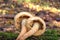 Pholiota squarrosa. Unusual textured mushroom.