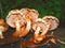 Pholiota squarrosoides