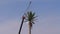 Phone Cell Tower in the Form of Palm Trees against the Sky