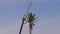 Phone cell tower in the form of palm trees against the sky