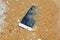 Phone dropped into the water of sea background