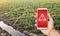 A phone and a warning sign on the background of leek and young cabbage plantations. Agribusiness. Harmful pesticides