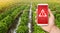 A phone and a warning sign on the background of sweet Bulgarian bell pepper plantation and irrigation canals. Environmental hazard