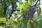 Phoography of Plum tree with black amber plums damson plum Prunus domestica