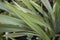 Phormium tenax fresh leaves