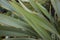 Phormium tenax fresh leaves