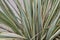 Phormium tenax fresh leaves