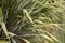 Phormium tenax fresh leaves