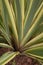 Phormium tenax variegatum  close up