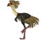 Phorusrhacos Bird Tail