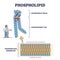 Phospholipid or phosphatides lipids microscopical structure outline diagram