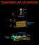 Phospholipides and Cell mambrains. cell membrane structure diagram info graphic on white background isolated. Education vector ill