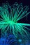 Phosphoric fluorescent green coral Sea anemone in dark blue sea water