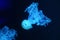 Phosphorised light blue jellyfish against the dark background