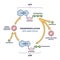 Phosphorylation ATP, ADP cycle with detailed process stages outline diagram