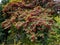 Photinia davidiana Leaves Turning Red