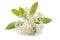 Photinia fraseri flowers