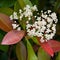 Photinia, Photinia fraseri