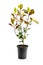 Photinia plant in black pot isolated on white. Ready for planting