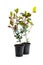 Photinia plants in black pot isolated on white. Ready for planting