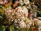 Photinia or red Robin plant in spring, background, blossom