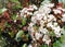 Photinia or red Robin plant in spring, background, blossom