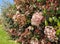 Photinia or red Robin plant in spring, background, blossom