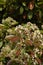 Photinia shrub in bloom