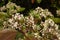 Photinia shrub in bloom