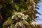 Photinia shrub in bloom