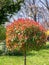 Photinia Ã— fraseri red popular ornamental shrub in the garden