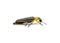 Photinus collustrans - a firefly or fire fly, lightning bug, glowworm an increasingly rare insect due to development and