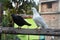 Photo of  2 different types of pigeon or dove.