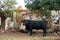 Photo of an Aberdeen Angus cow in front of an old demolished farmhouse. Ventersdorp-area, Northwest, South Africa.